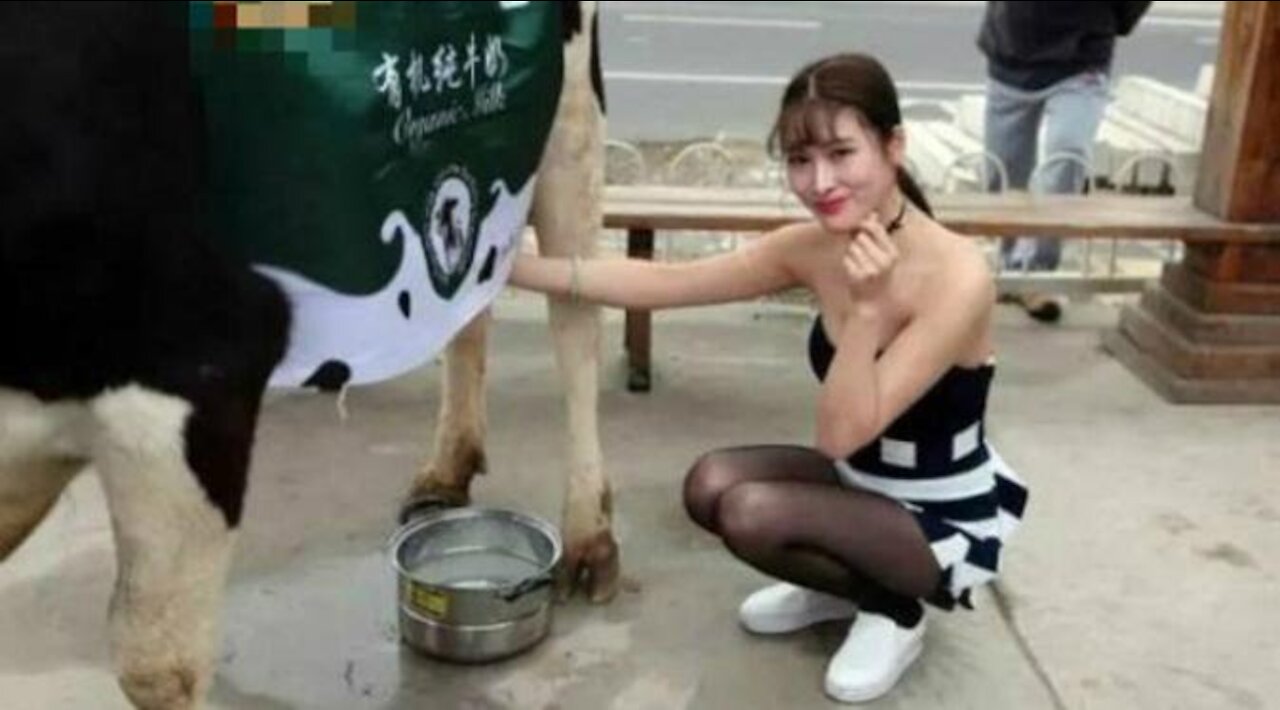 funny video # Don't try to make the cow angry#funny#lucu#girls#sexy#tante girang# N'essayez pas de mettre la vache en colère# cute animal# لا تحاول إثارة غضب البقرة# ਗ cow ਨੂੰ ਗੁੱਸੇ ਕਰਨ ਦੀ