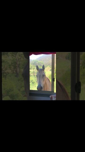 Arthur the rescue horse visits through the window