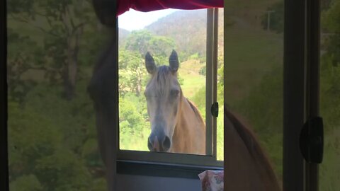 Arthur the rescue horse visits through the window