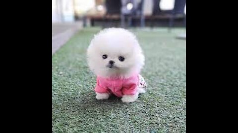 Pomeranin cute puppy so insane