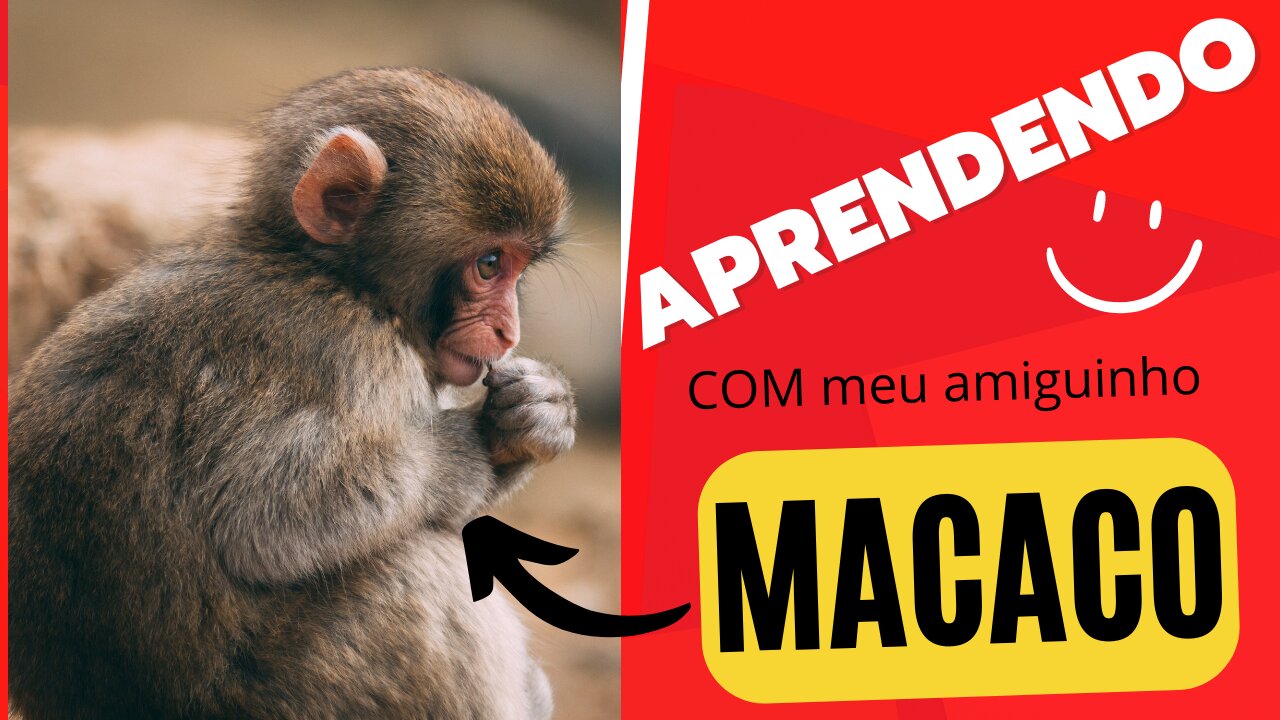 Aprendendo com meu amigo macaco
