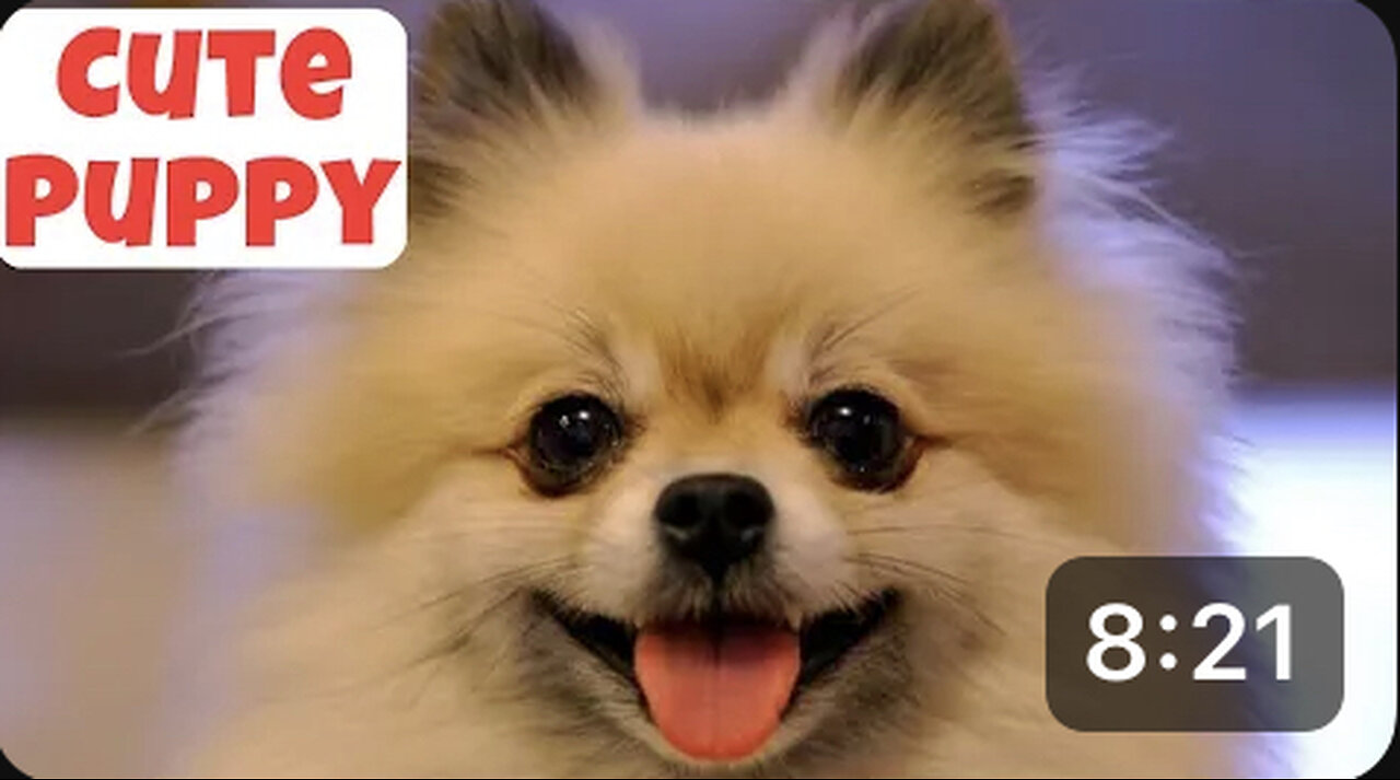 Cute Puppy - Funny and Cute Dog Videos Compilation 2023