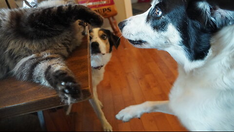 Ground Dwelling Dog & Chair Dwelling Cat KISS (So Cute!)