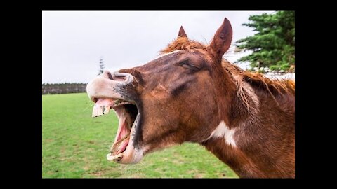 funny animals videos try not to laugh😂😂😂