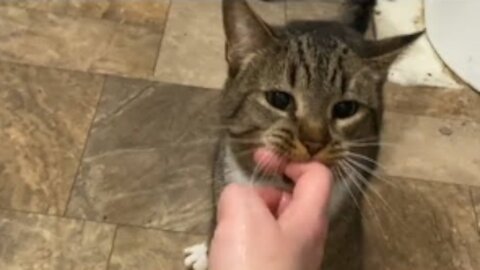 Cat Drags Owner by Finger to Save Her From Drowning in Bathtub