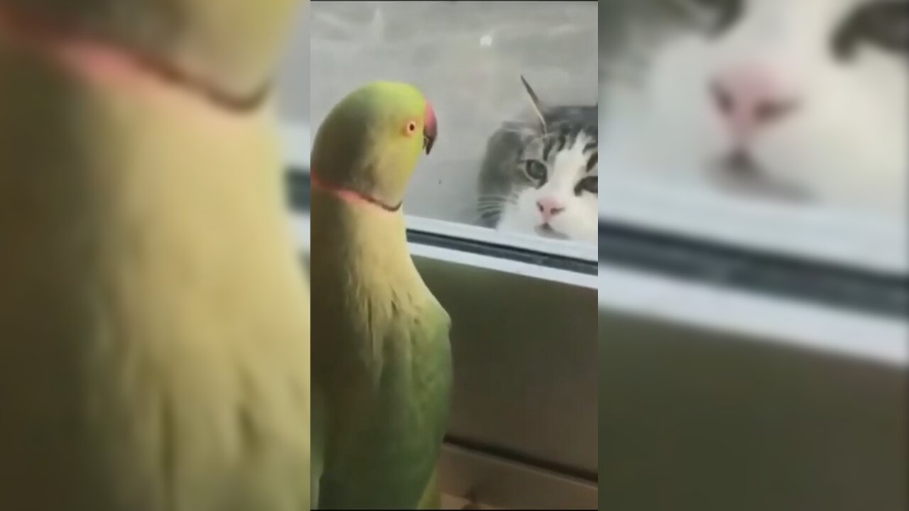 #shorts Funniest Animals | Try Not To Laugh #parrot #cat