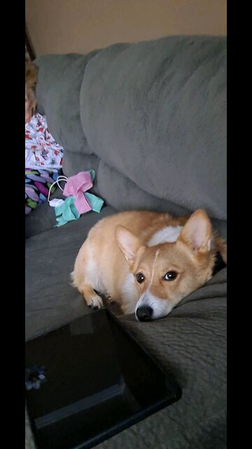 Love my corgi stewie