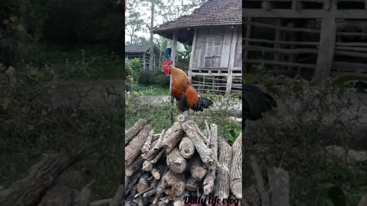 oi the rooster is singing beautifully