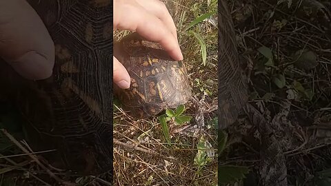 ASMR | Scratching A Turtle