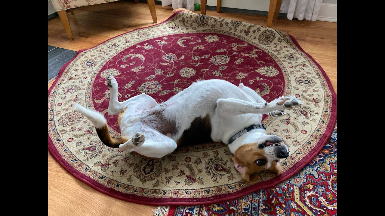 Beagle Buddies: Catnap Catastrophe