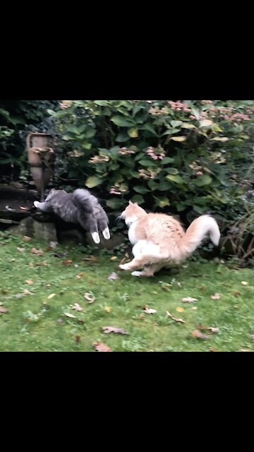 Slippery when wet - running Cat fails at chasing sibling