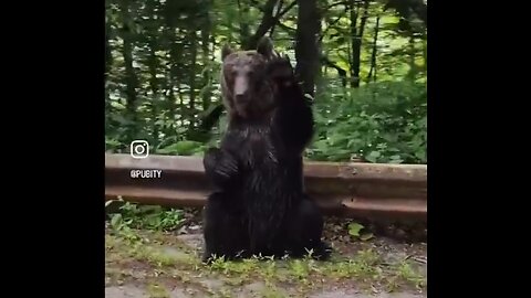 Bear Waves to Tourists