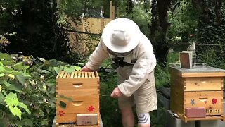 NEW BEEKEEPER UNEVENTFUL INSPECTIONS ARE A GOOD THING !!