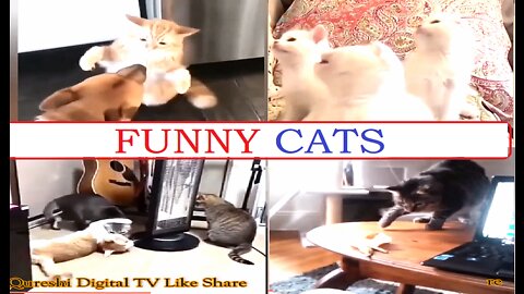 funny cats | dancing cat | lovely cats | qureshi digital tv