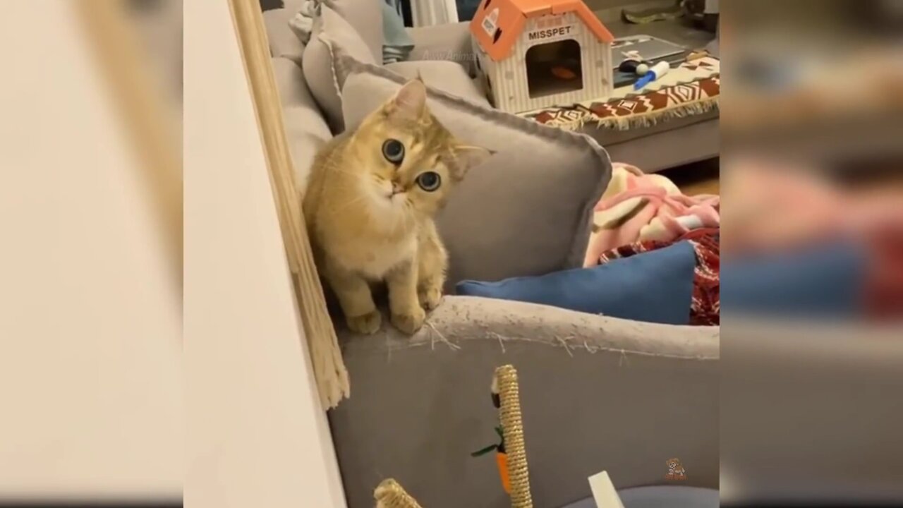 Baby Cats - Cute and Funny Cat Videoss Compilation #35 | Aww Animals