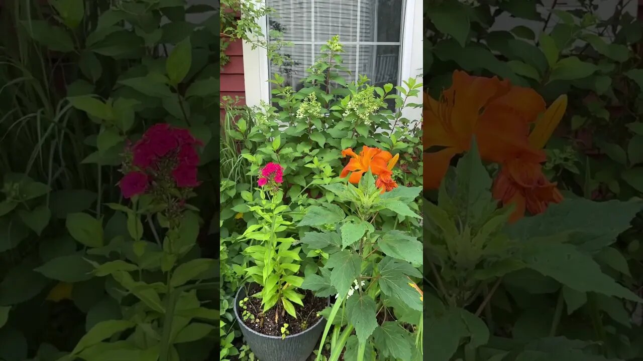 After the rain part 2 #gardening #hydrangeas panicle QuickFire Fab and Firelight Tidbit.