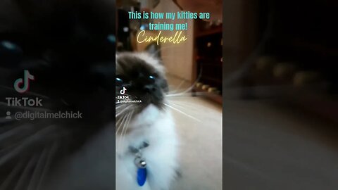 This is how my kitties are training me! #caturday #ragdollcats #russianblue #funnycats