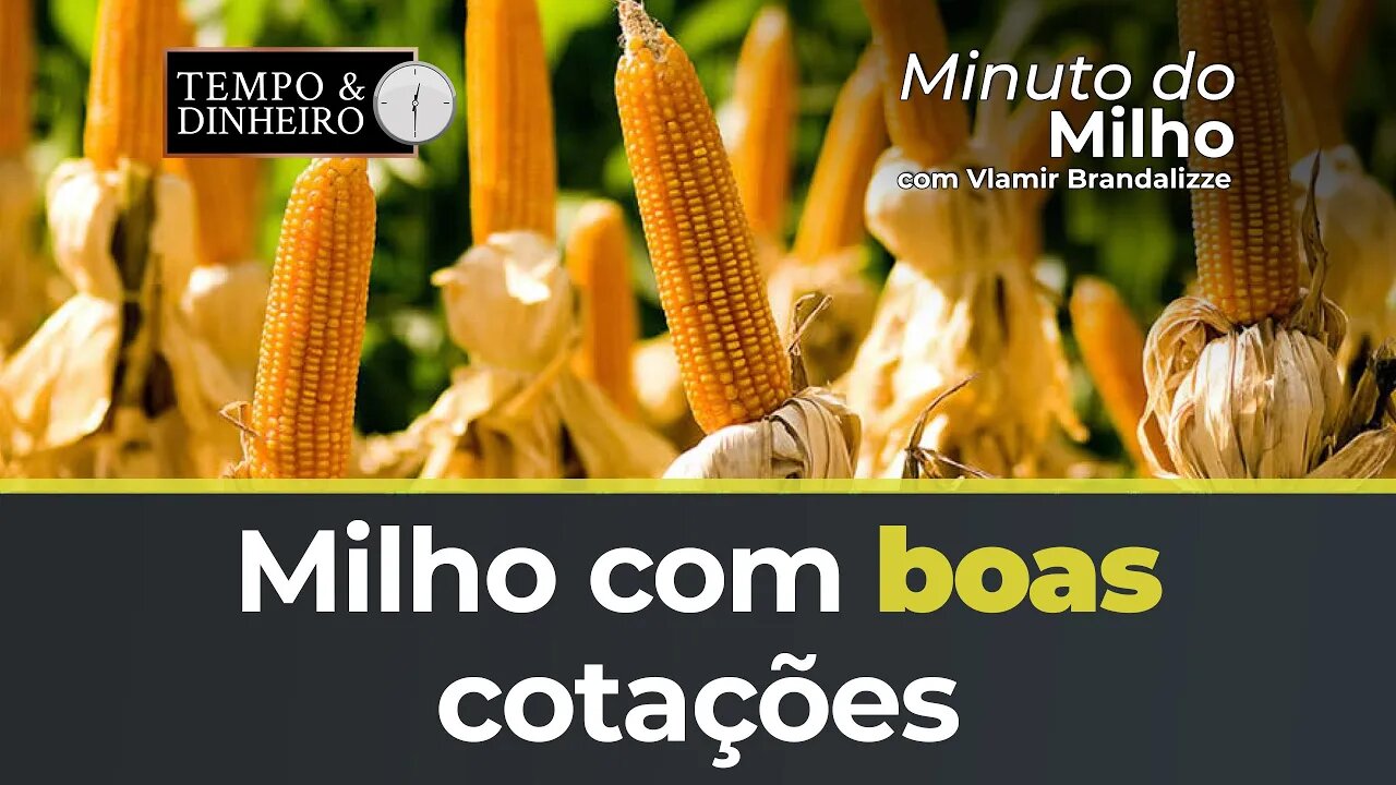 Milho com boas cotações nos e no Brasil