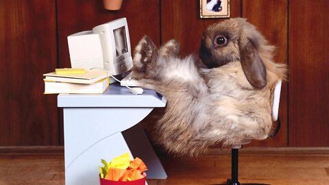 Funny Rabbit