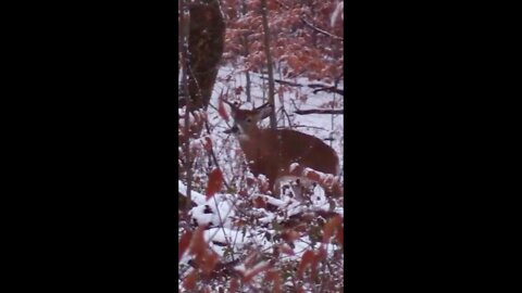 Cody's Buck (PA Rifle)