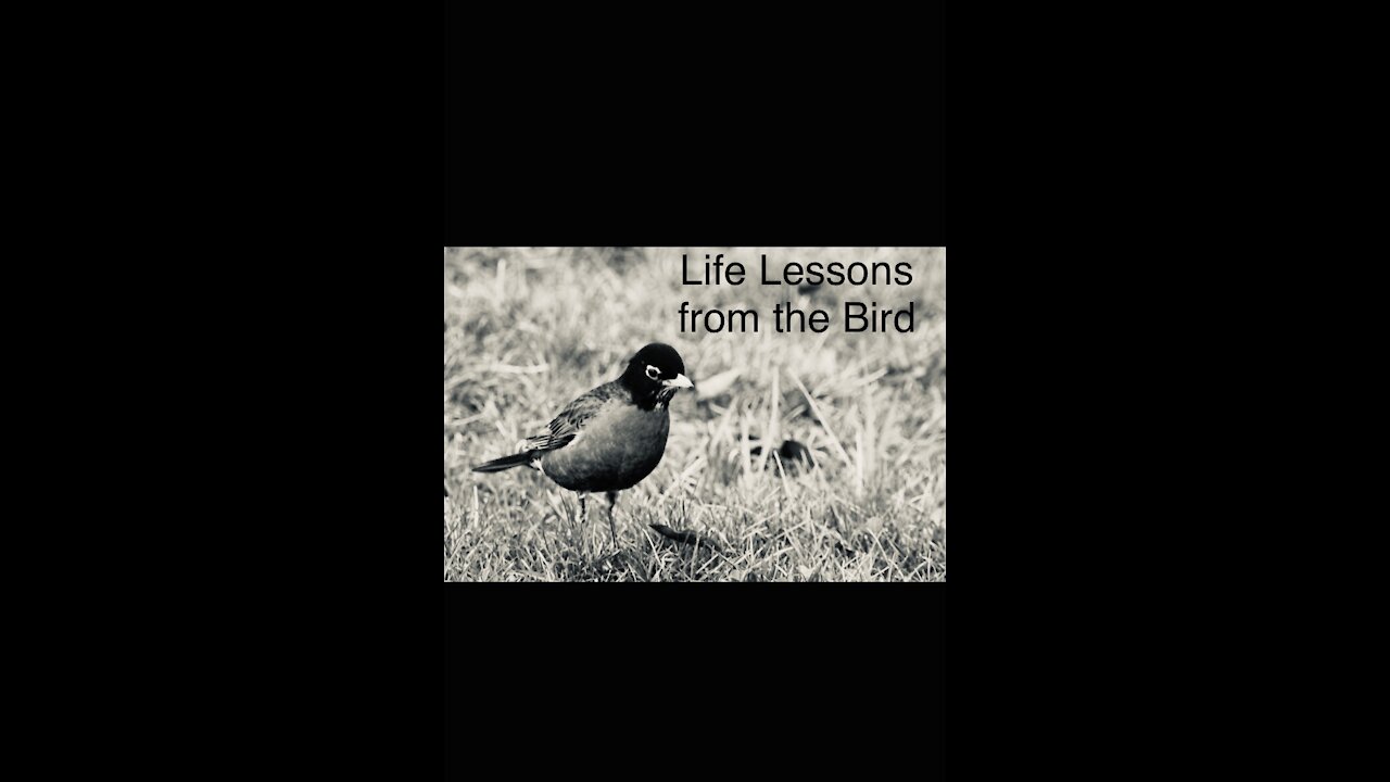 Life lessons from a bird