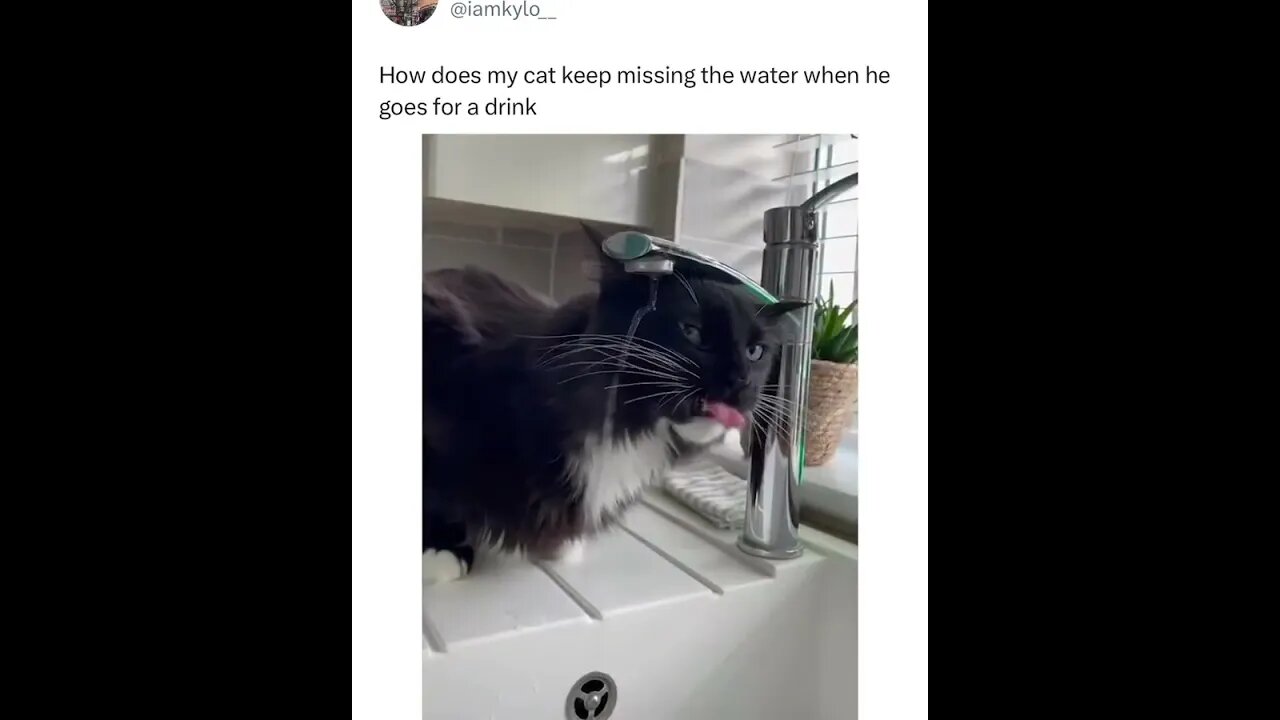 Are you kitten me?