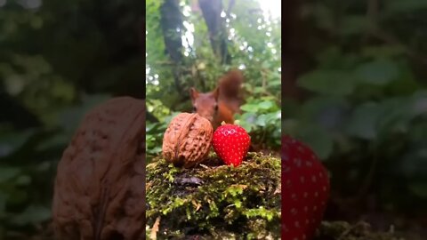 Nozes ou Morando ??? 🥜🍓 #shorts