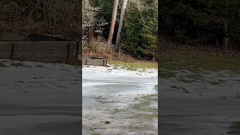 Dangerous dead tree