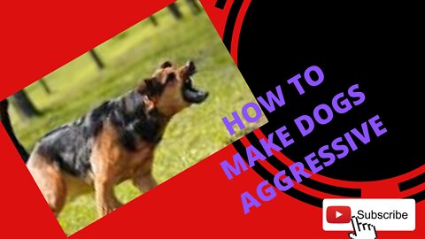 HOW TO TRAIN DOGS TO MAKE THEM AGGRESSIVE