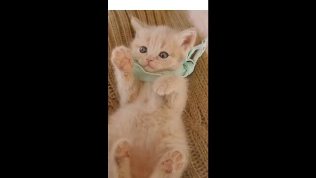 How cat can become this cute😍😍