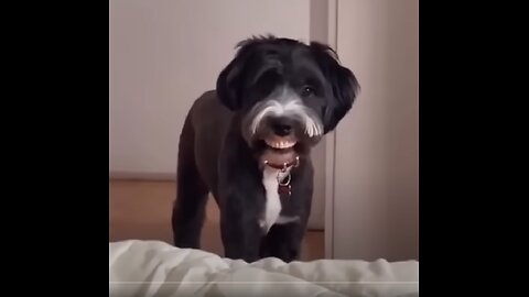 Epic Funny Animal Fails