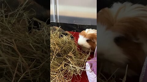 A lazy Guinea pig morning- still to warm