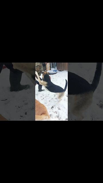 Shepsky | Dont Mess With My Dog #shorts