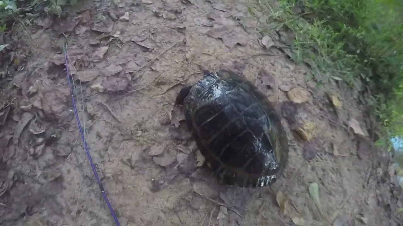 Turtle caught on Smoky Cocktail Weenies!