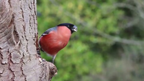 bullfinch 🐦🐦cute birds 🐦😍💖