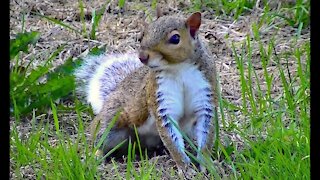 IECV NV #170 - 👀 A Squirrel Out In The Backyard 🐿️ 9-8-2015