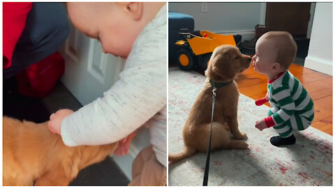 New puppy arriving in new house