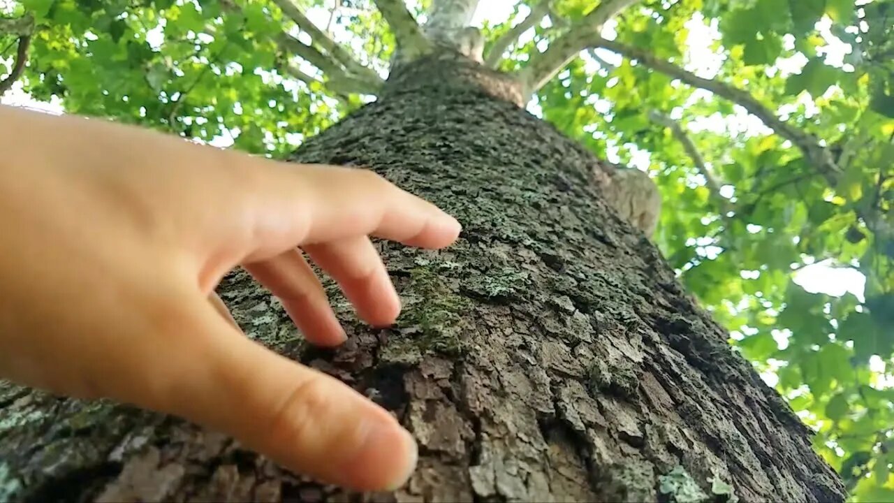 Scratching Roof, Cement & Tree - Somewhat Aggressive