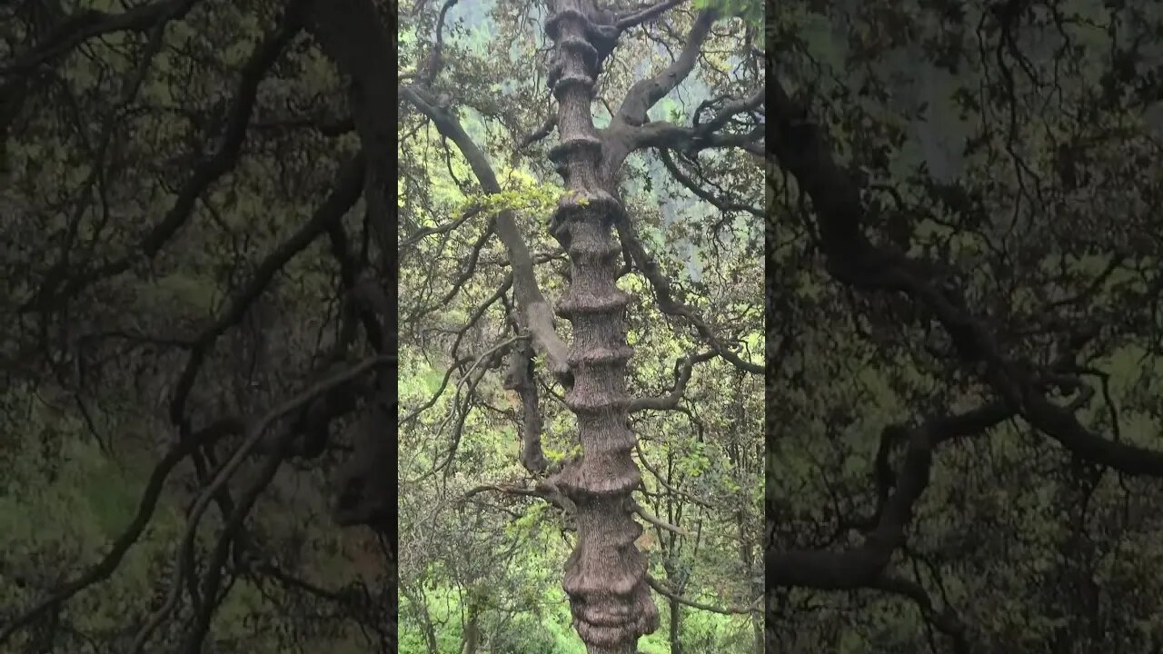 10000-year-old tree π π₯Άπ² #trending #youtubeshorts