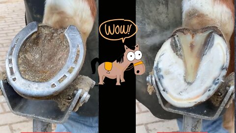 Restoration | Hoof Restoration