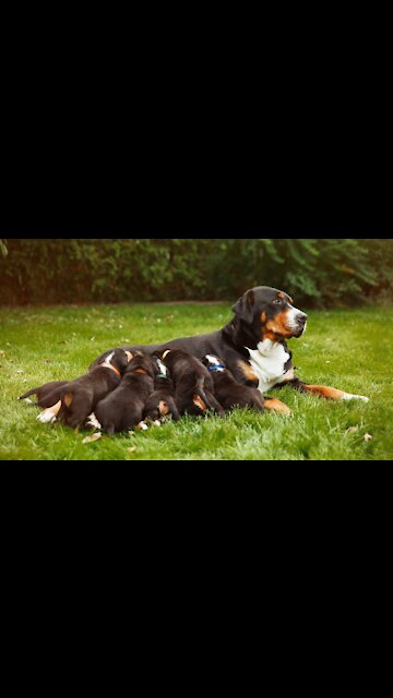 Super Funny Dog Videos