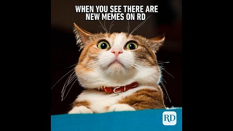 Funny cute animals/Part 90🐶😹😊 #cat #catsanddogs #pets #funnycats #cute