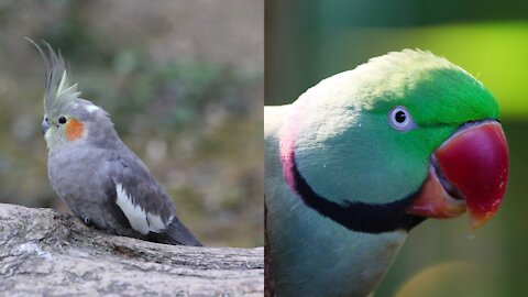 Amazing colourful nature birds video wildlife #nature