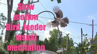 Slow motion bird feeder visual meditation 2022