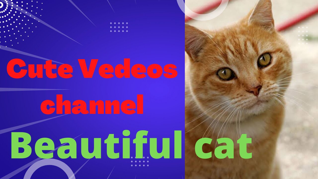 Cute video