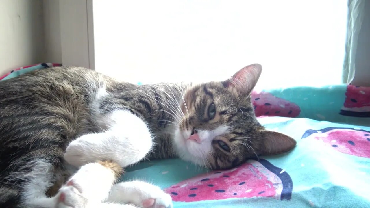 Look at Us Kitty