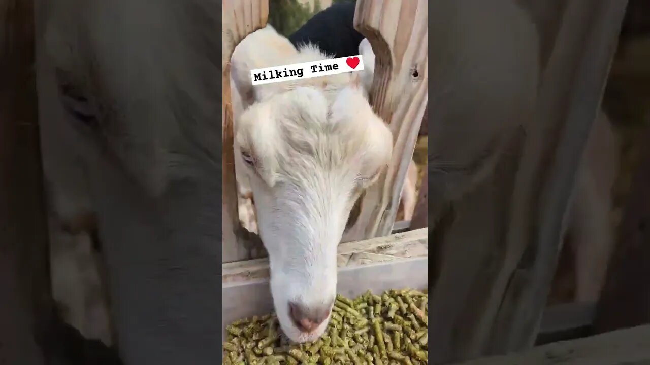 #goats #farmanimals #farm #shorts #short