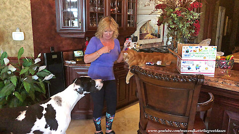 Funny Fast Cat Doesn't Want To Share Cat Nip Gifts With Great Danes