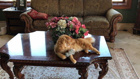 Funny Cat Plays Catch With His Toy Mouse
