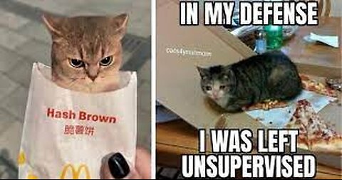 FUNNY CAT AND DOG VIDEO || FUNNY ANIMAL VIDEOS ||
